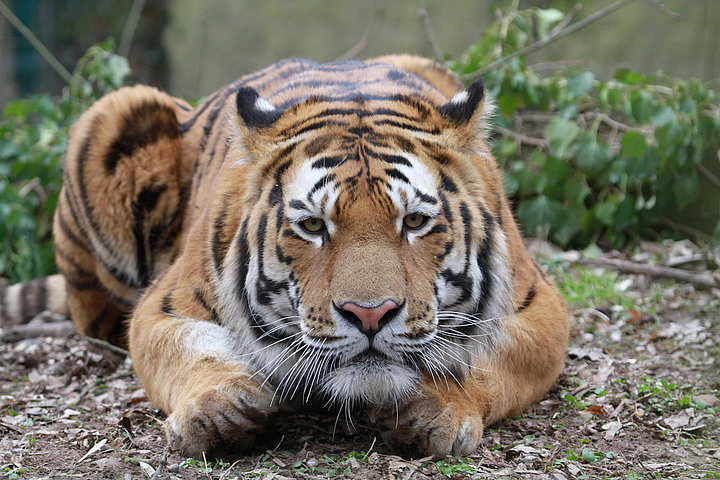 Tiger im Zoo Landau