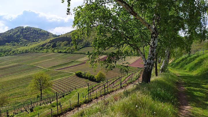 Weinwanderung Pfalz