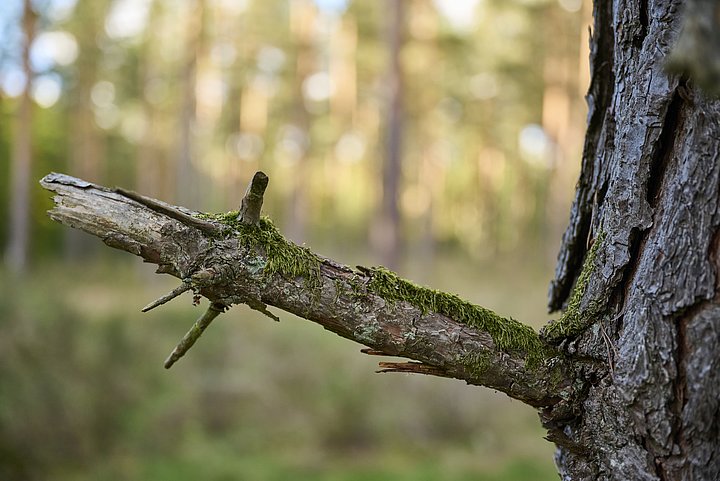 Baum im Bienwald