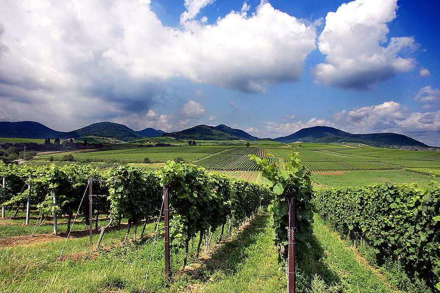 Blick über die Weinberge bei Ilbesheim. Ein Weinort an der Südlichen Weinstraße in der Pfalz. 