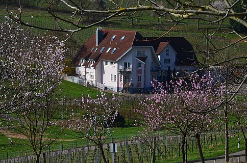 Castell zur Mandelblüte - Spring in Leinsweiler